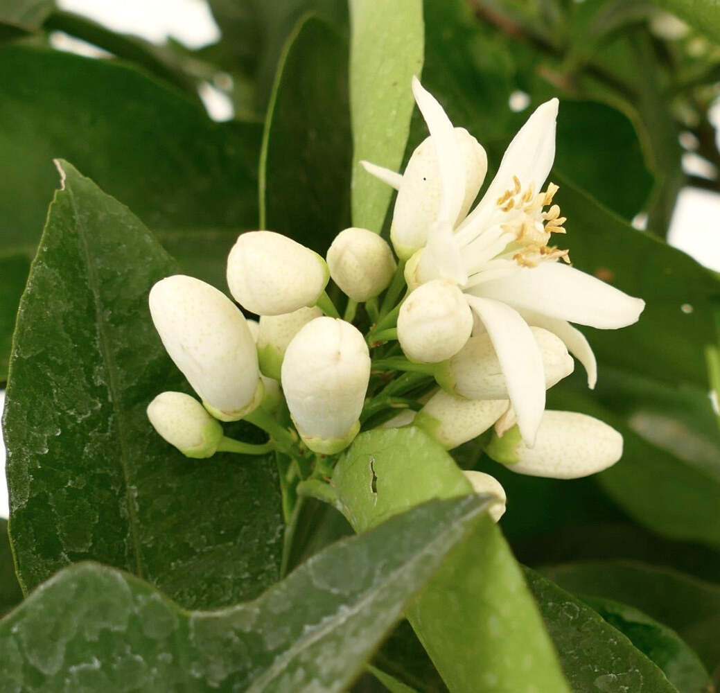 Citrus sinensis cv “Moro” 50-70cm