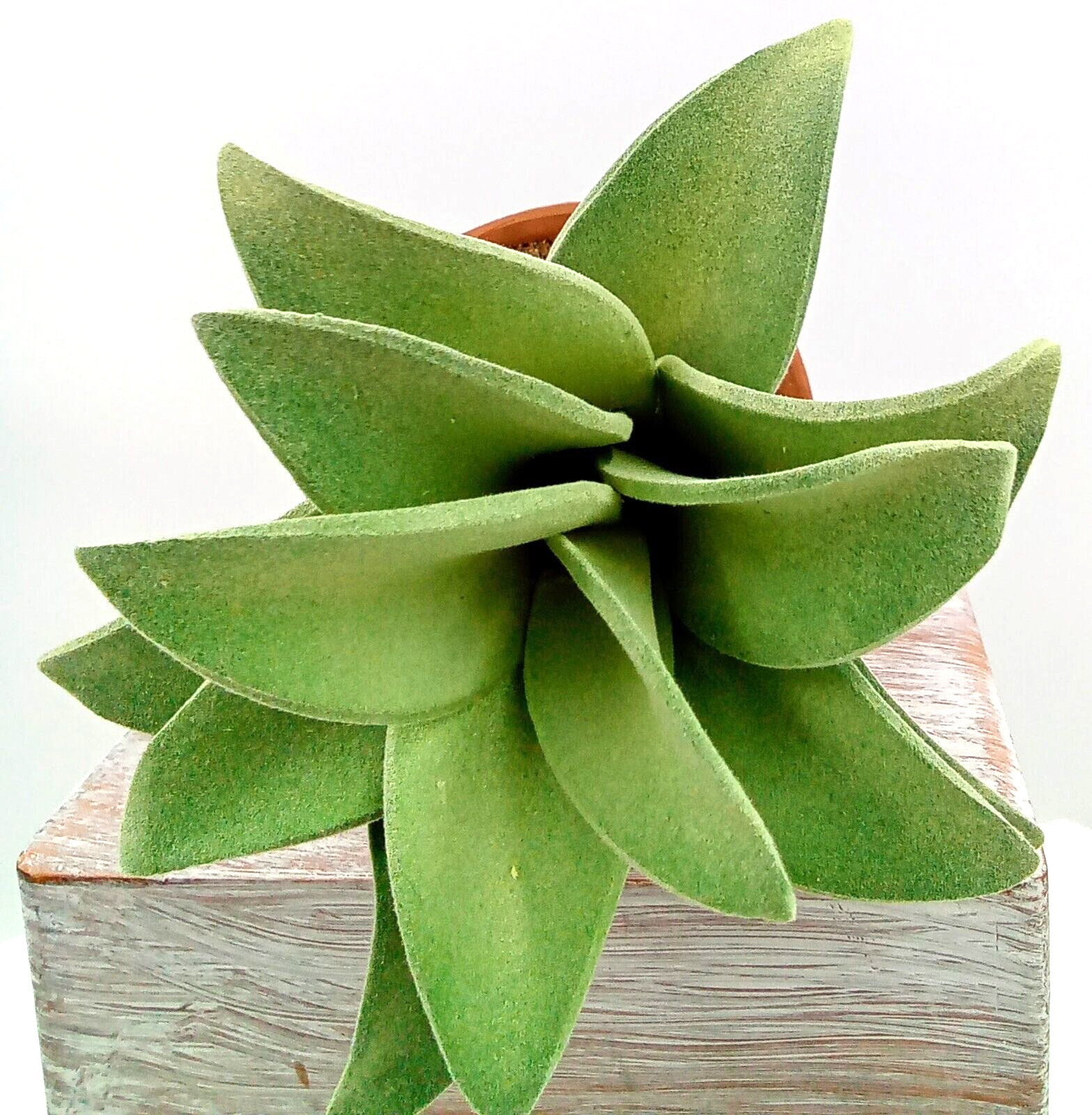 Succulent Clay Pot Planter Artificial Faux Dirt Foam Plastic Green Floral 7×2.5″