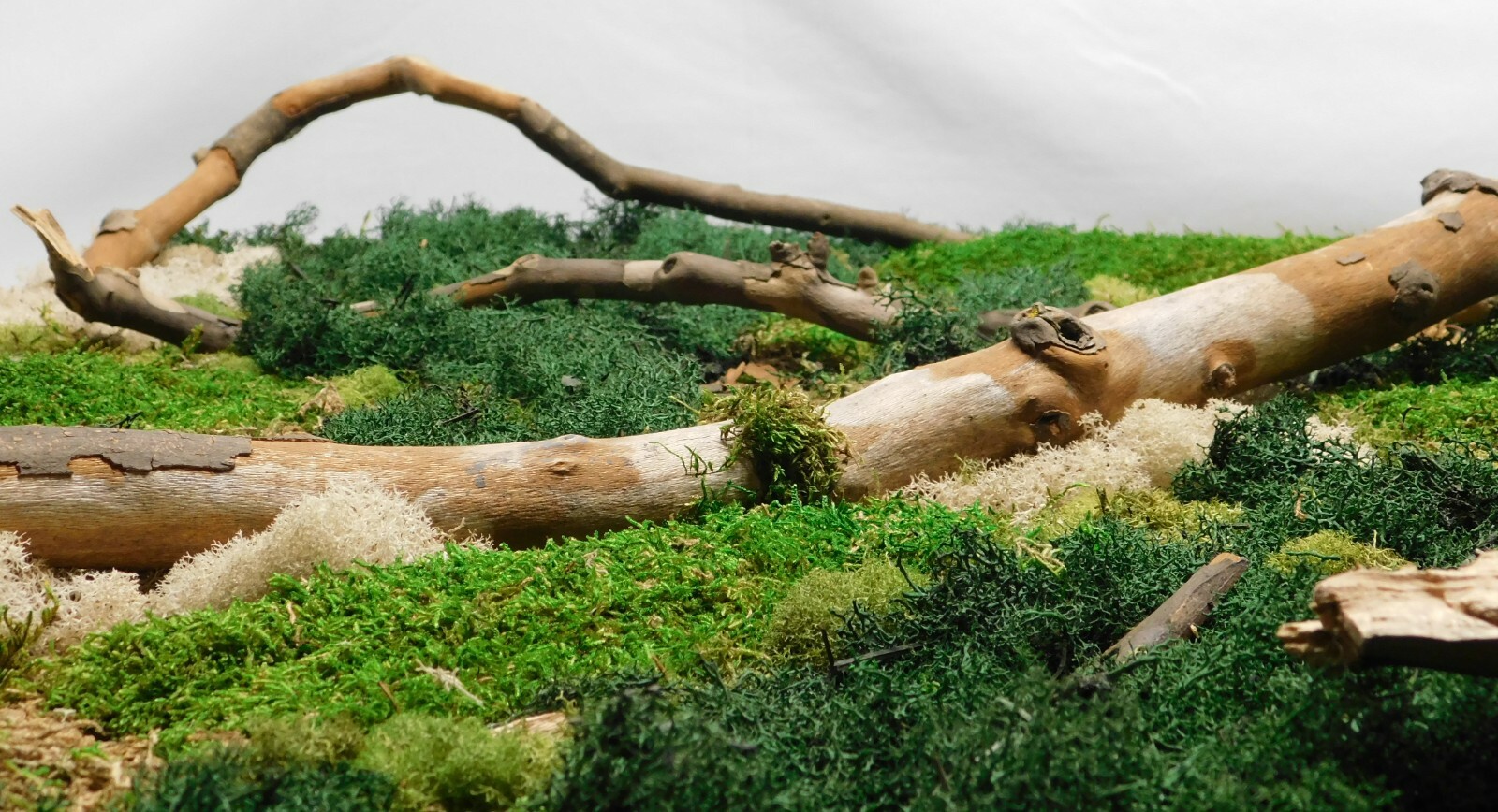 FREE SHIPPING, Large preserved moss wall art with branches, mounted on canvas 