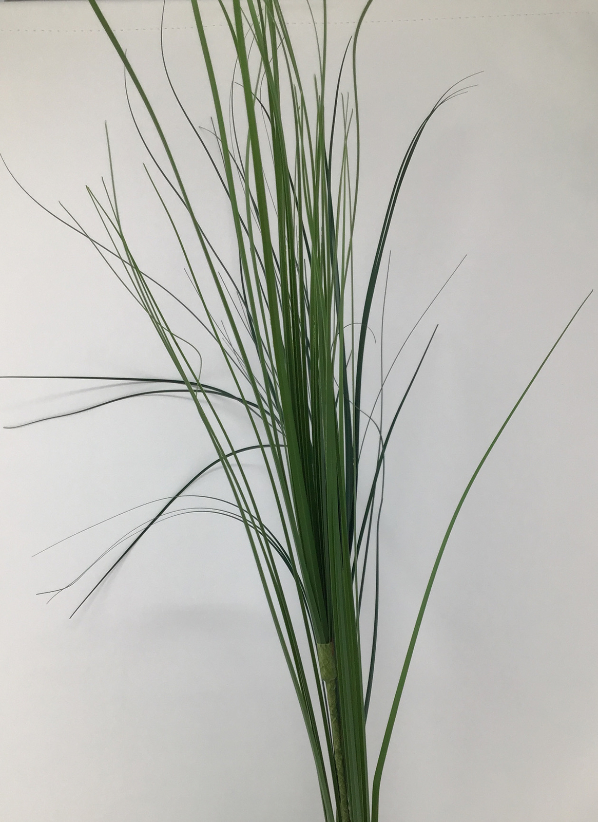 Onion Grass Floral Pick Green 27” Arrangement Basket Filler 2 Picks NOS
