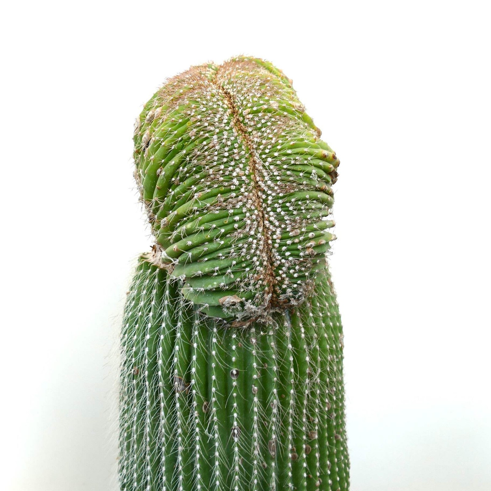 Carnegiea polylopha SAGUARO CRESTED 56x30cm – OLD SPECIMEN