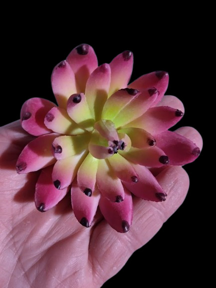 3.5″ sedeveria pick (magenta)