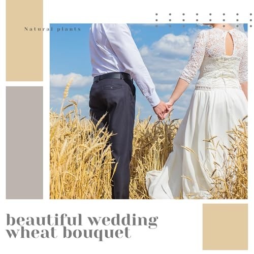 Dried Wheat Stalks Bundle – 1800 Stems Natural Grass for DIY Decor, Centerpieces