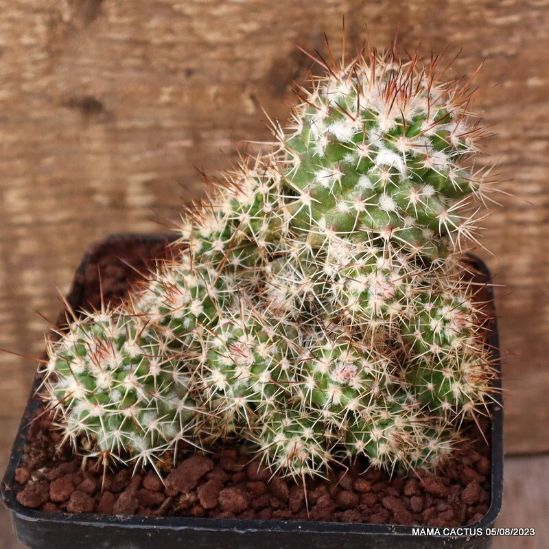 A1925 MAMMILLARIA SPINOSISSIMA MONSTER pot10 H11-W13 cm MaMa Cactus