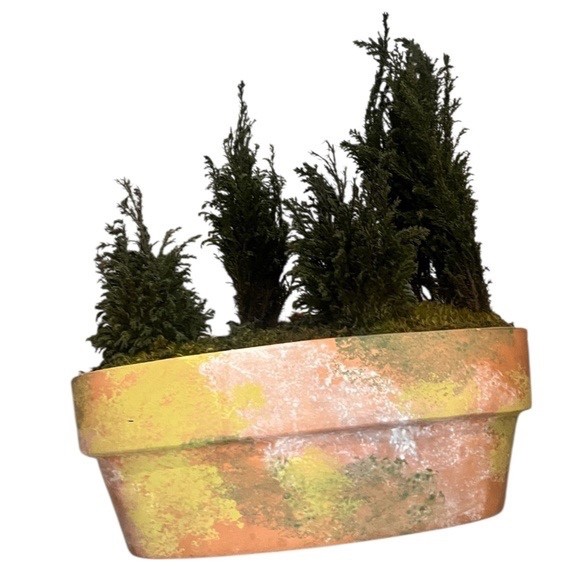 FOREVER GREEN ART Potted Quartet Mini Cypress Tree In Oval Terra Cotta Planter