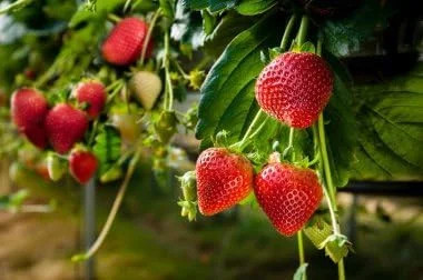 Cream Strawberry Seeds for Planting (Akihime Variety), 2000+ Heirloom Non-GMO Se