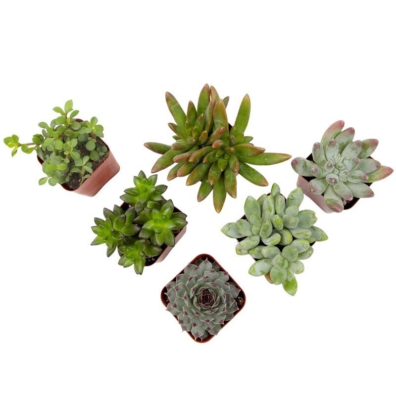 Multicolor Succulent Pack of 6 Live Indoor Plants Easy Care Home Decor New