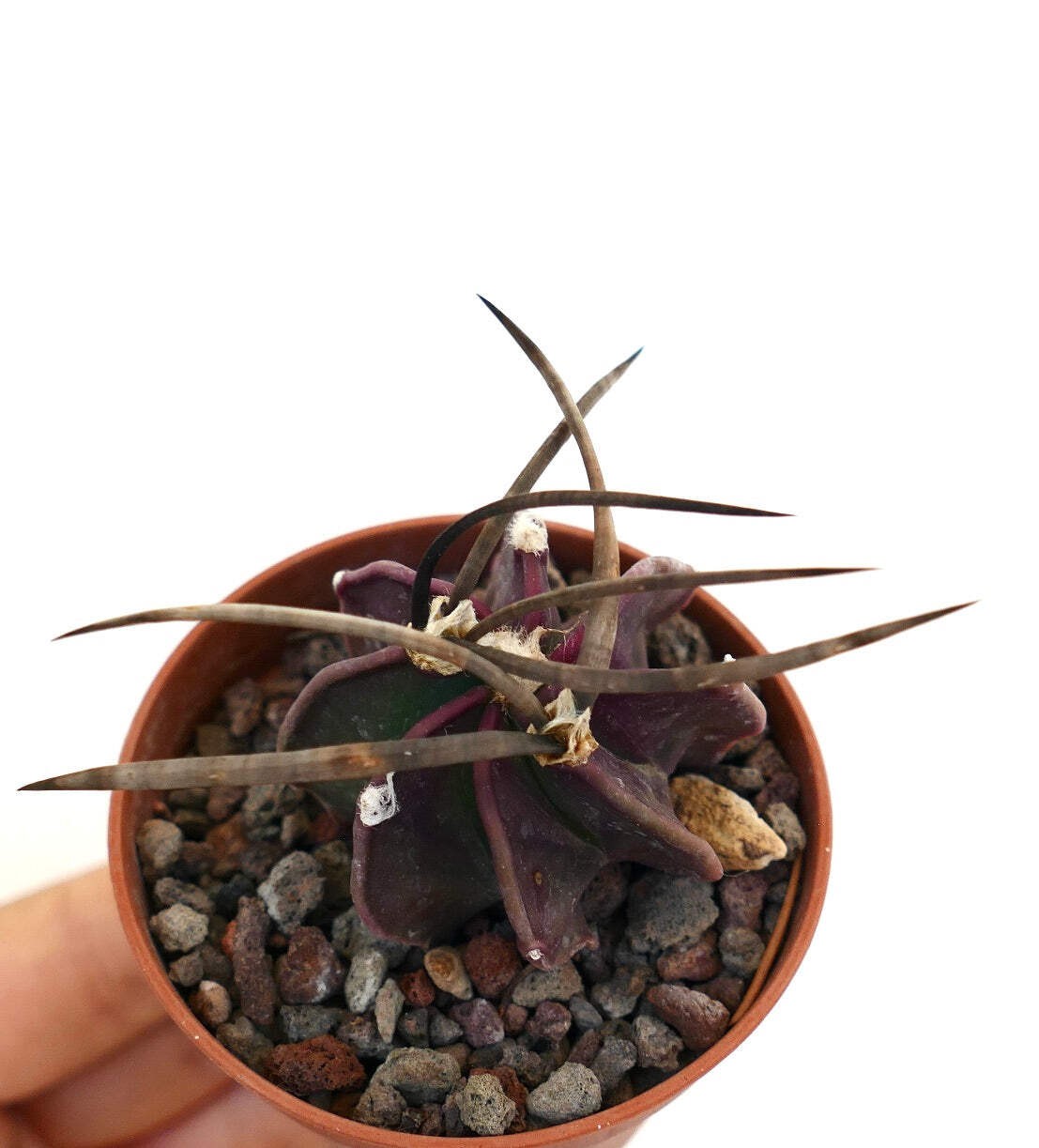 Astrophytum capricorne cv SUPER BUFFALO RR7 – Goat’s horn cactus | Star cactus