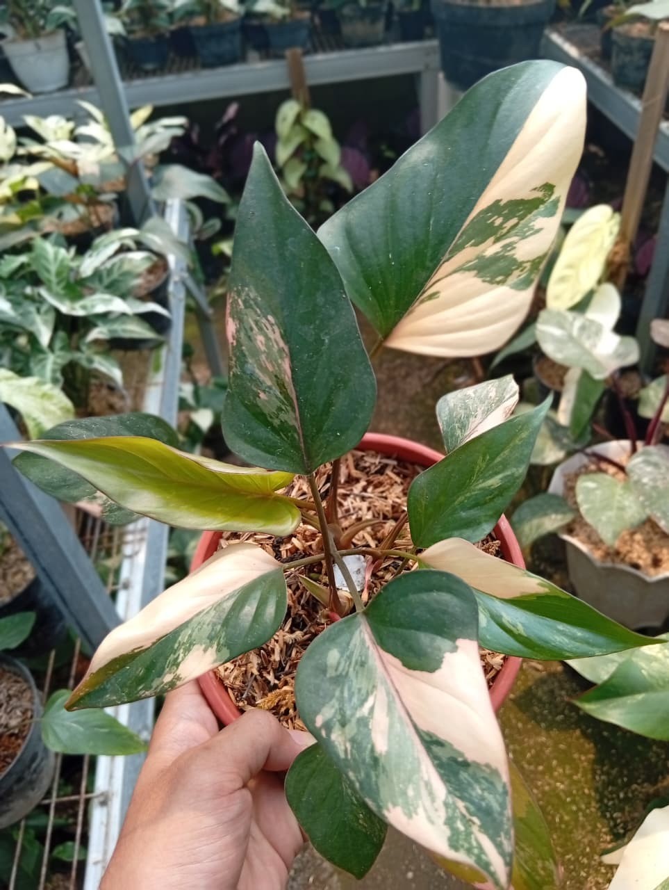 Real Pict Homalomena Pink Diamond Variegated Rare Plant