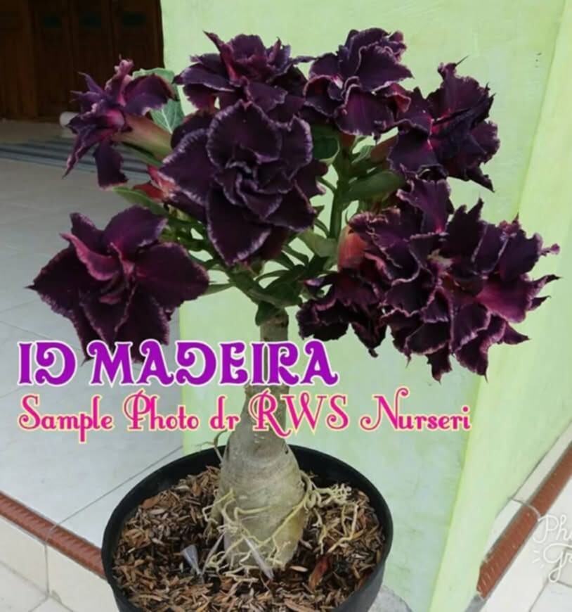 adenium plant