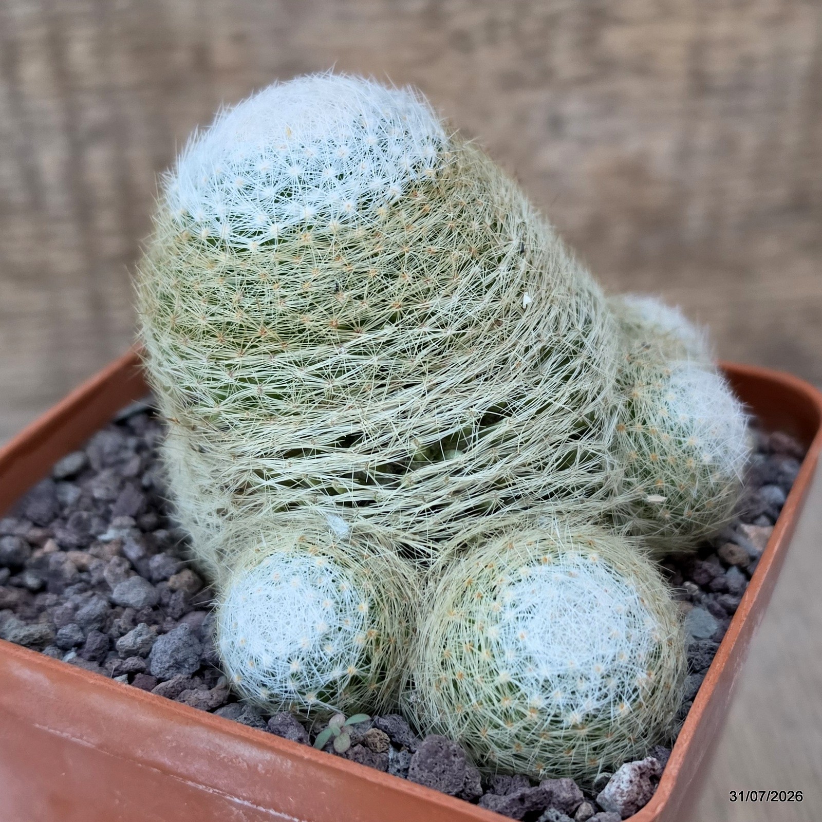 D5170 MAMMILLARIA LENTA MULTIHEADS pot10-H5-W7 cm MaMa Cactus