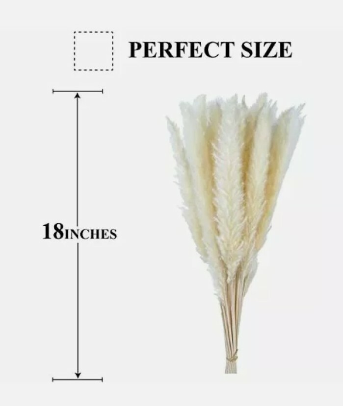 iTrendE 60 pcs White Stem Natural Dried Pampas Grass 45cm for Home Decor Wedding