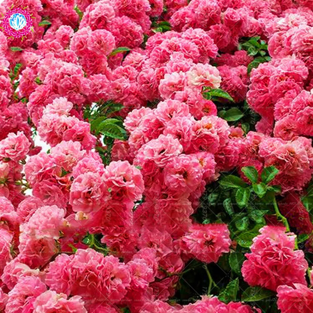 (10) CHERRY TREE SEEDS rare exotic flower home blossom garden USA SELLER W/TRACK
