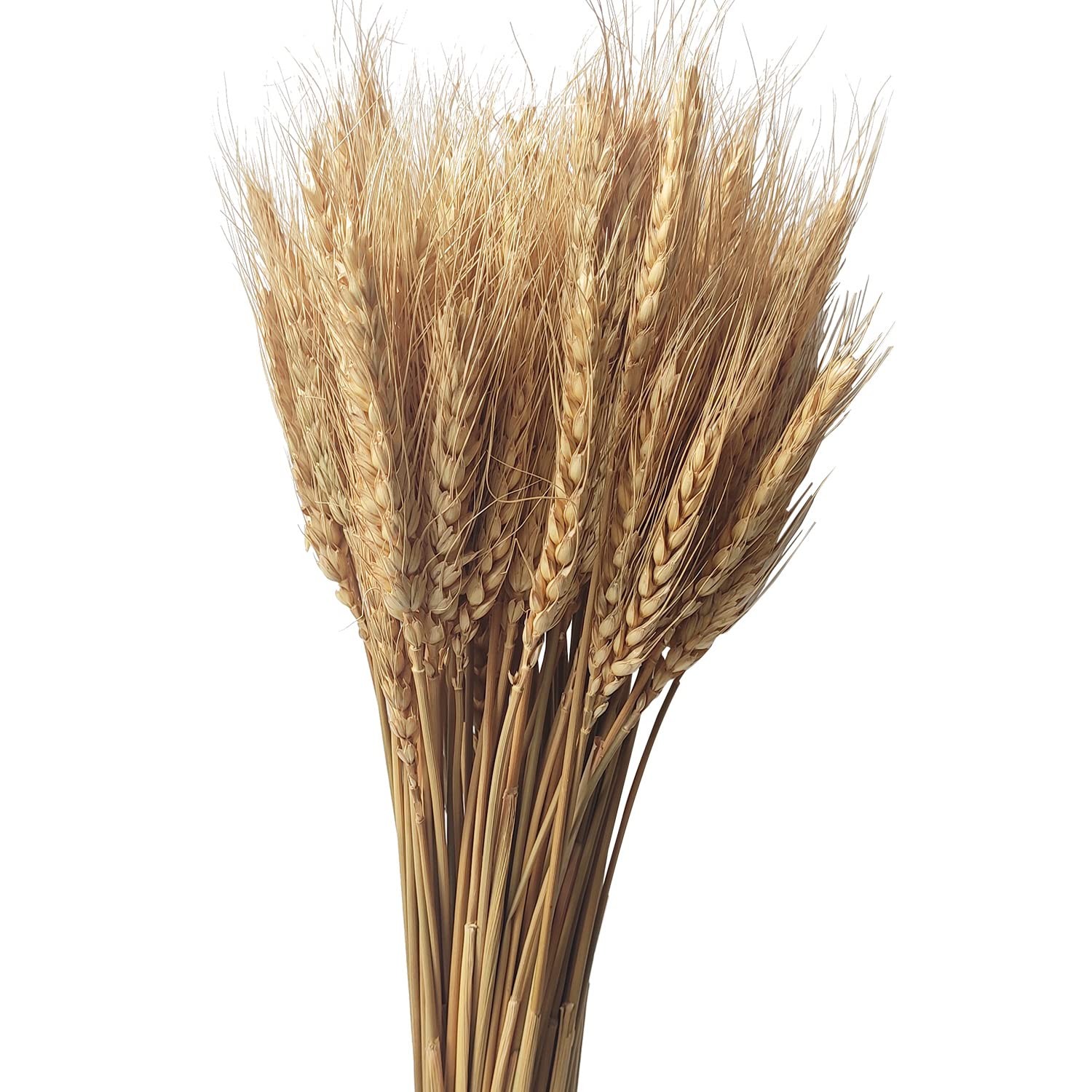 Dried Wheat Stems 100PCS Natural Wheat Bundle Home Decor Crafts