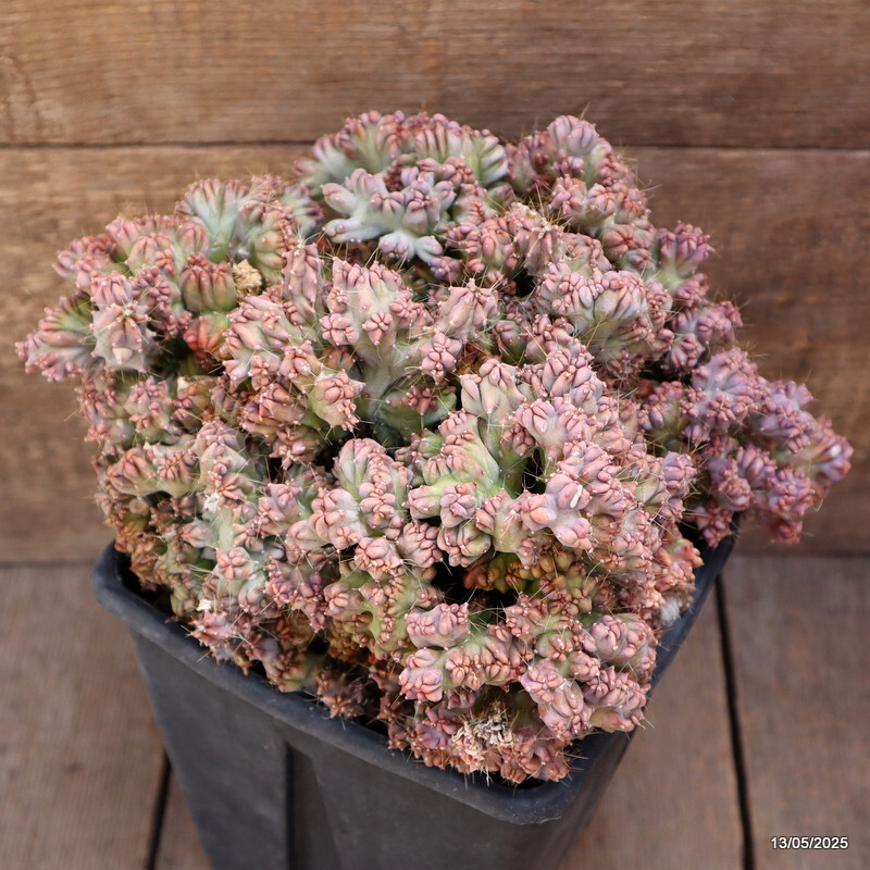 D4091 MYRTILLOCACTUS GEOMETRIZANS STRICTUS pot15-H16-W27 cm MaMa Cactus