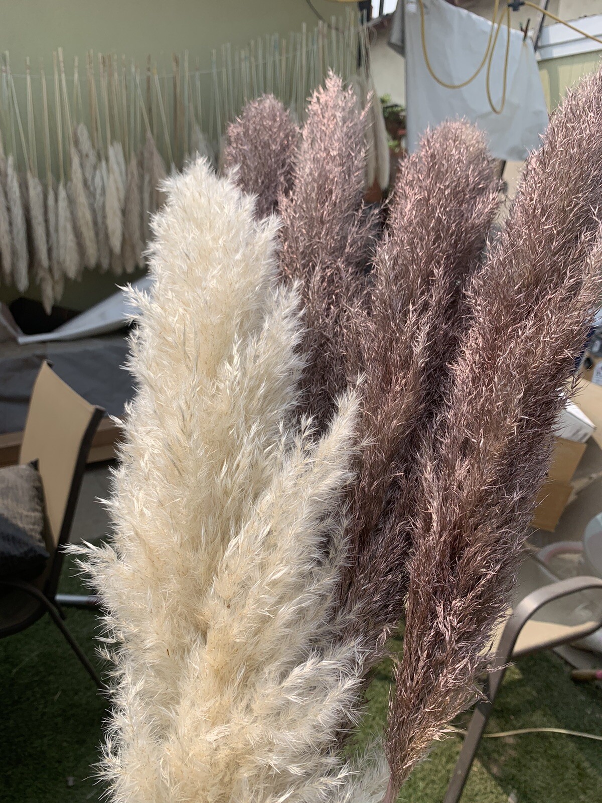 PAMPAS- Box of 10 X (36”) pampas grass stems Red/Blue/Green/Gold/Purple/Yellow