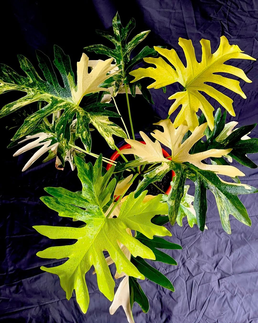 Thaumatophyllum Saxicola Variegated Very Beauty Real Picture Large Size