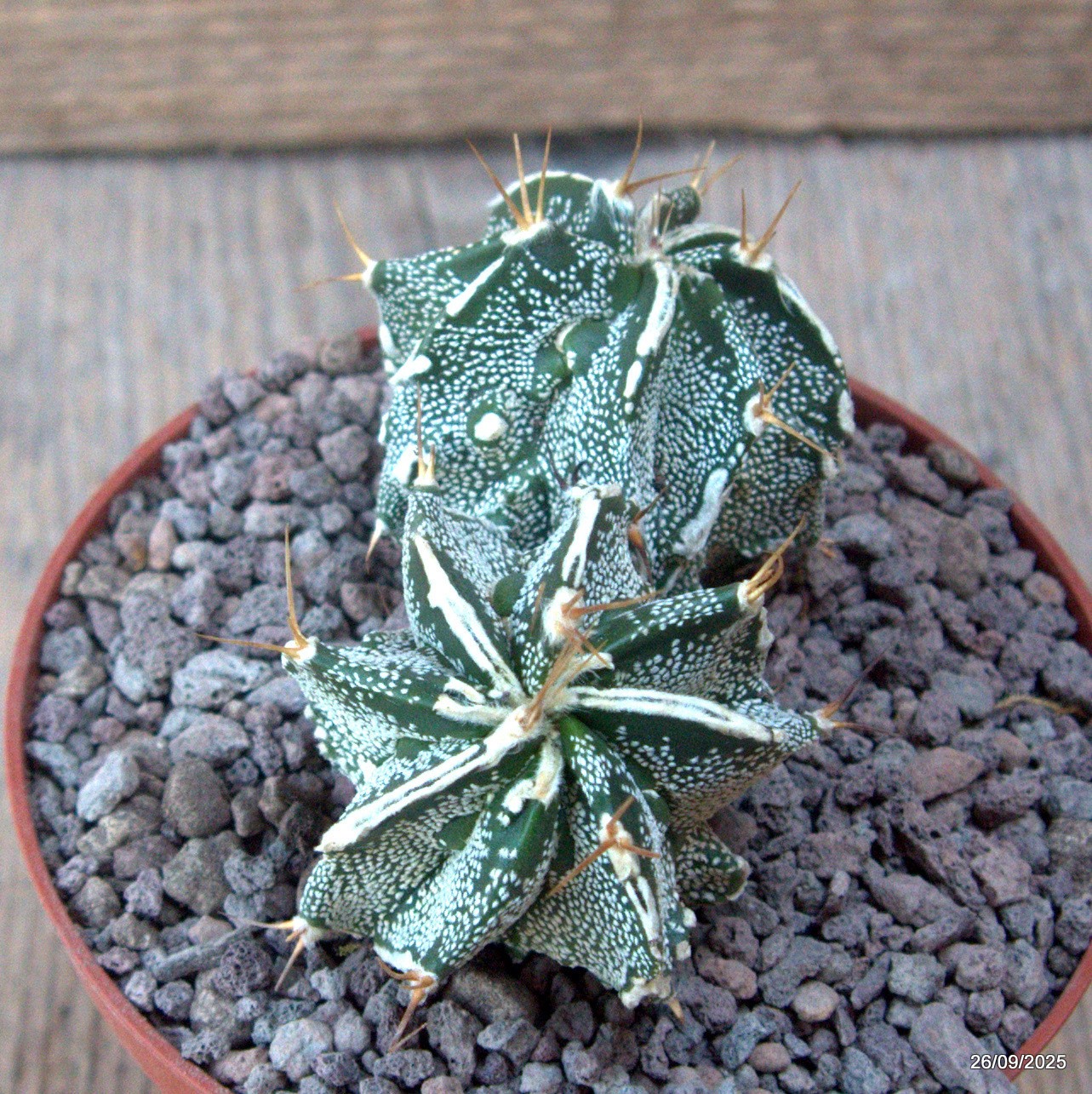 D6690 ASTROPHYTUM ORNATUM X HANNYA pot10-H5-W9 cm MaMa Cactus