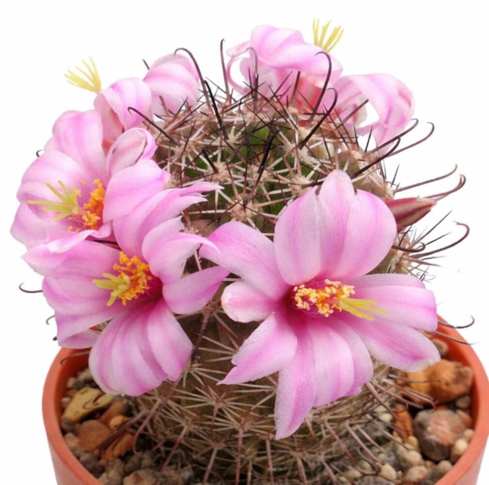 Mammillaria shurliana SEEDS – Rare Cactus SEEDS