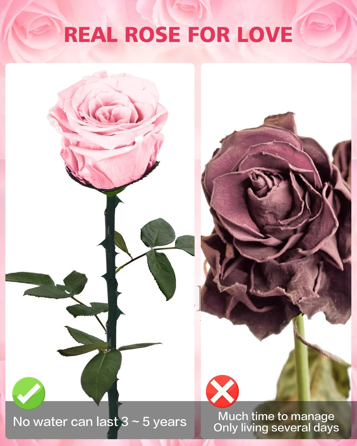 1 PCS Light Pink Single Preserved Forever Rose Flowers Gifts Anniversary