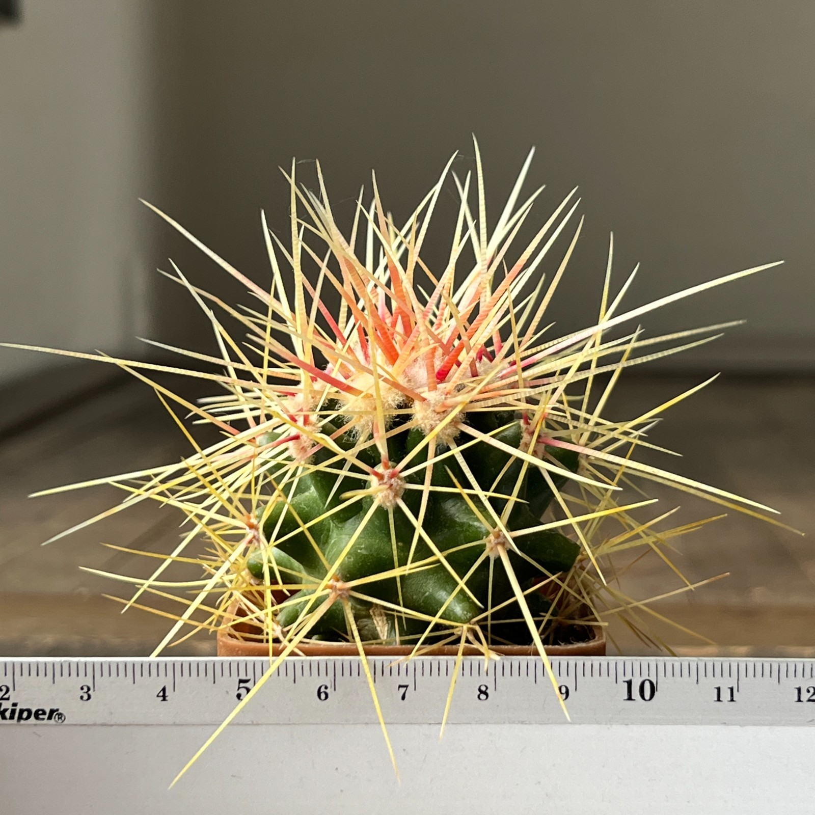 A38-2087 Echinocactus grusonii v. capistranoensis, own root