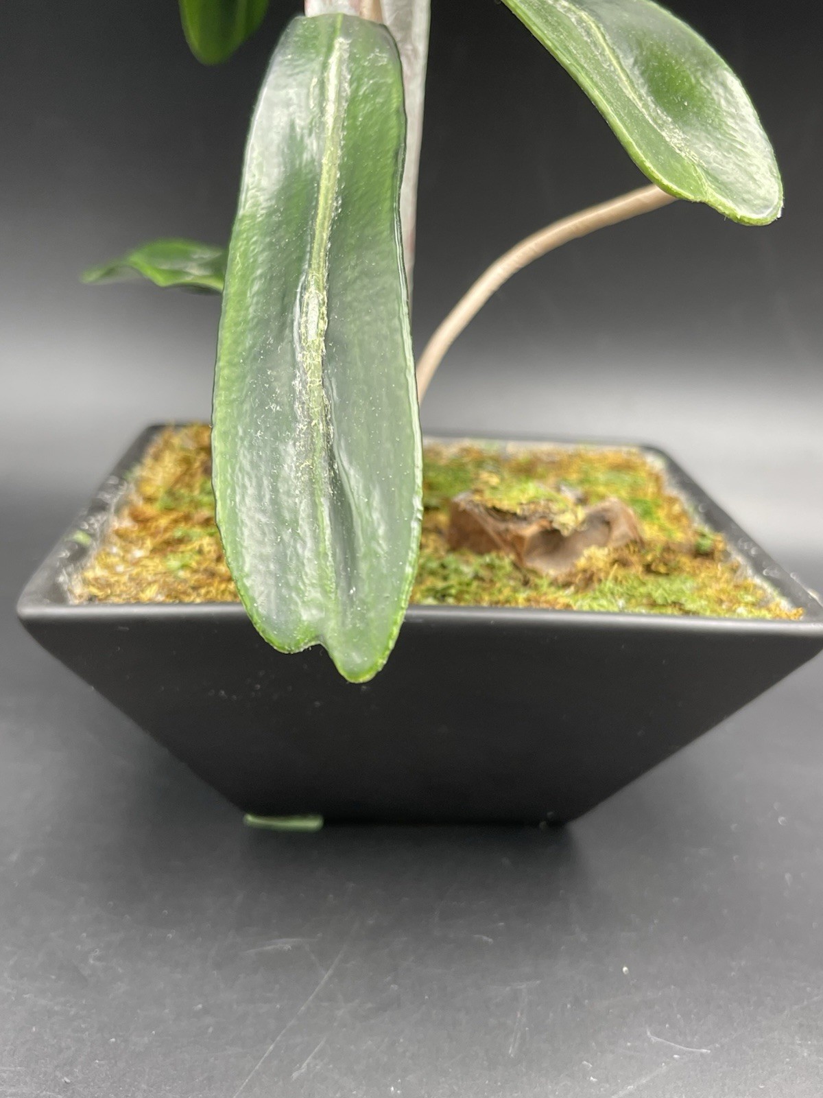 19″ Faux Orange Orchid Green Leaves Roots in Black Ceramic Pot