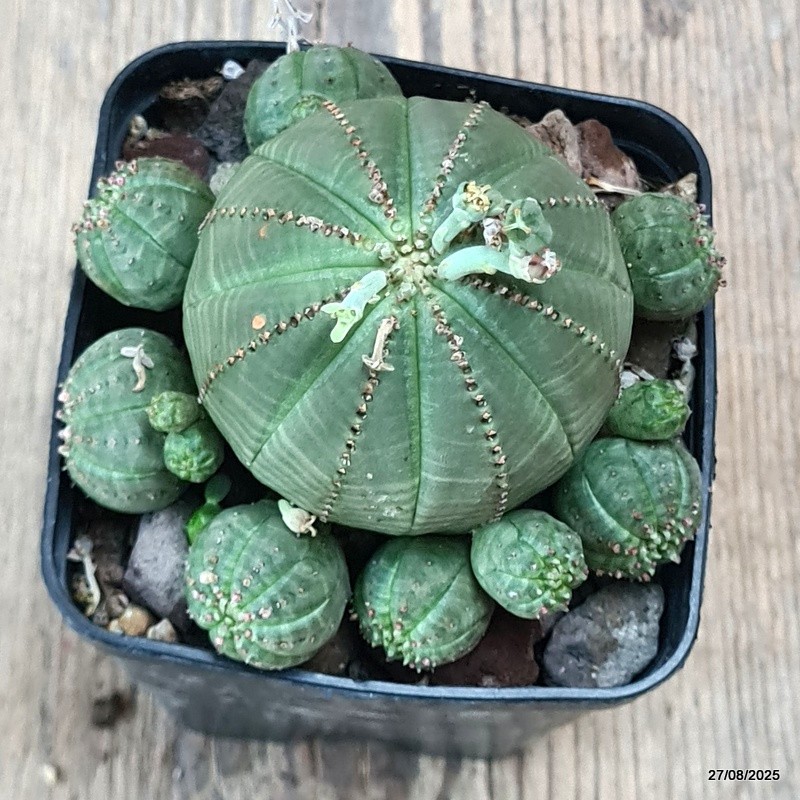 D6198 EUPHORBIA OBESA PROLIFERA pot8-H7-W9 cm MaMa Cactus