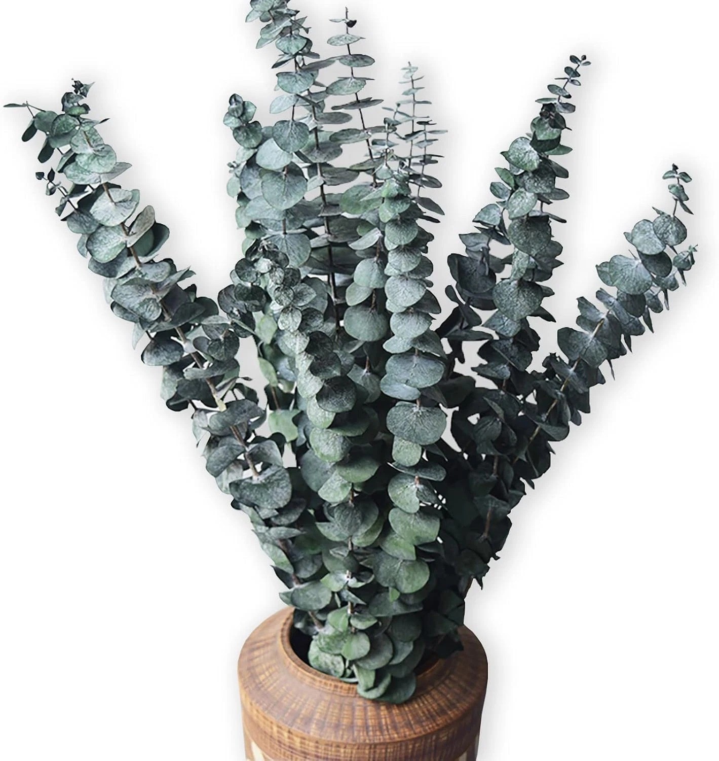 Eucalyptus for Shower 10 Pcs Hanging Dried Eucalyptus Stems 17″ Real Eucalyptus