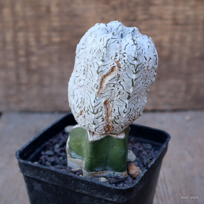 A7098 ASTROPHYTUM SUPER KABUTO V TYPE INNESTATO pot7-H10-W5 cm MaMa Cactus