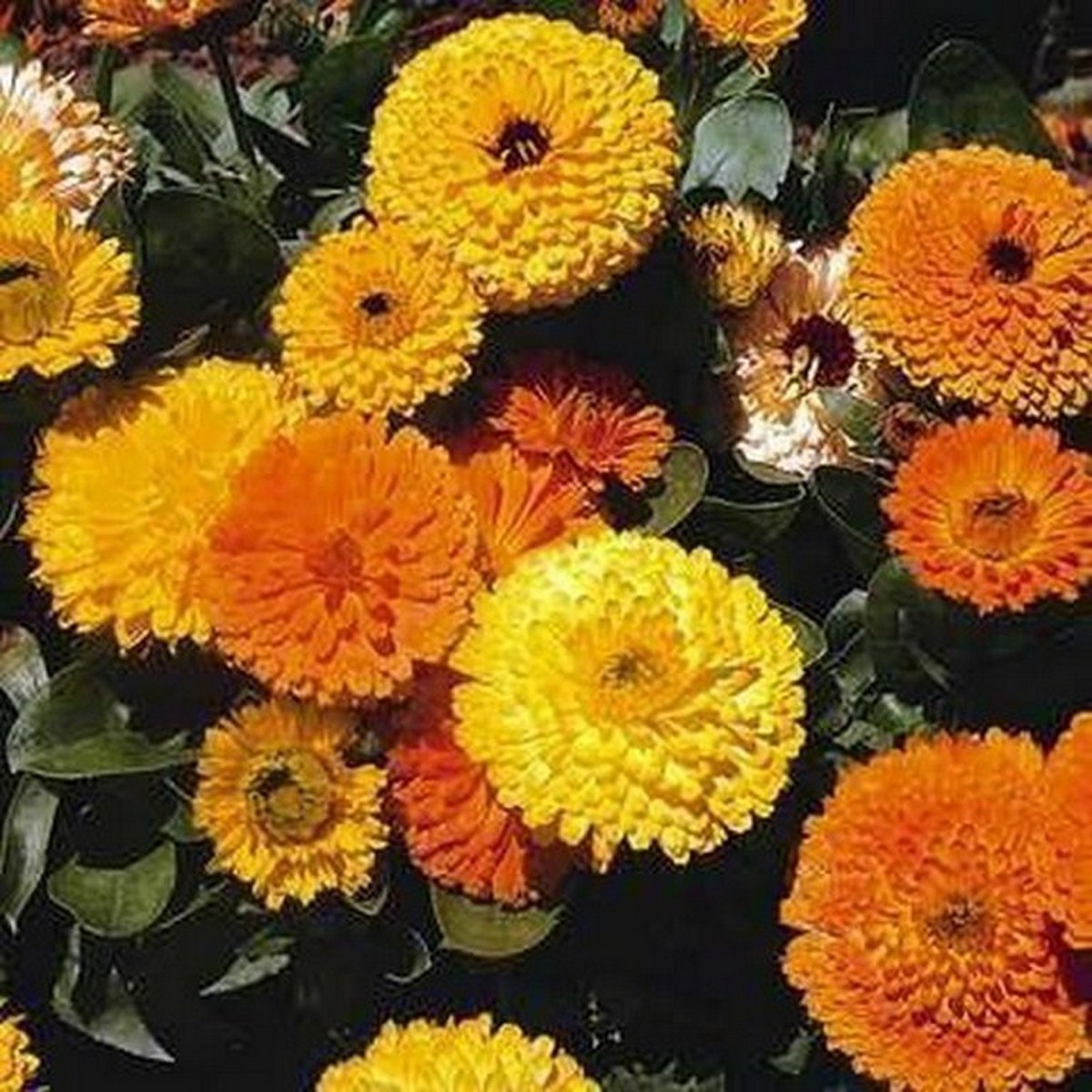 MARIGOLD – SIERRA MIX – Tagetes Erecta – 100 SEEDS – DROUGHT TOLERANT