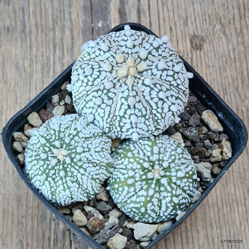 D5777 ASTROPHYTUM SUPERKABUTO pot8-H4-W9 cm MaMa Cactus