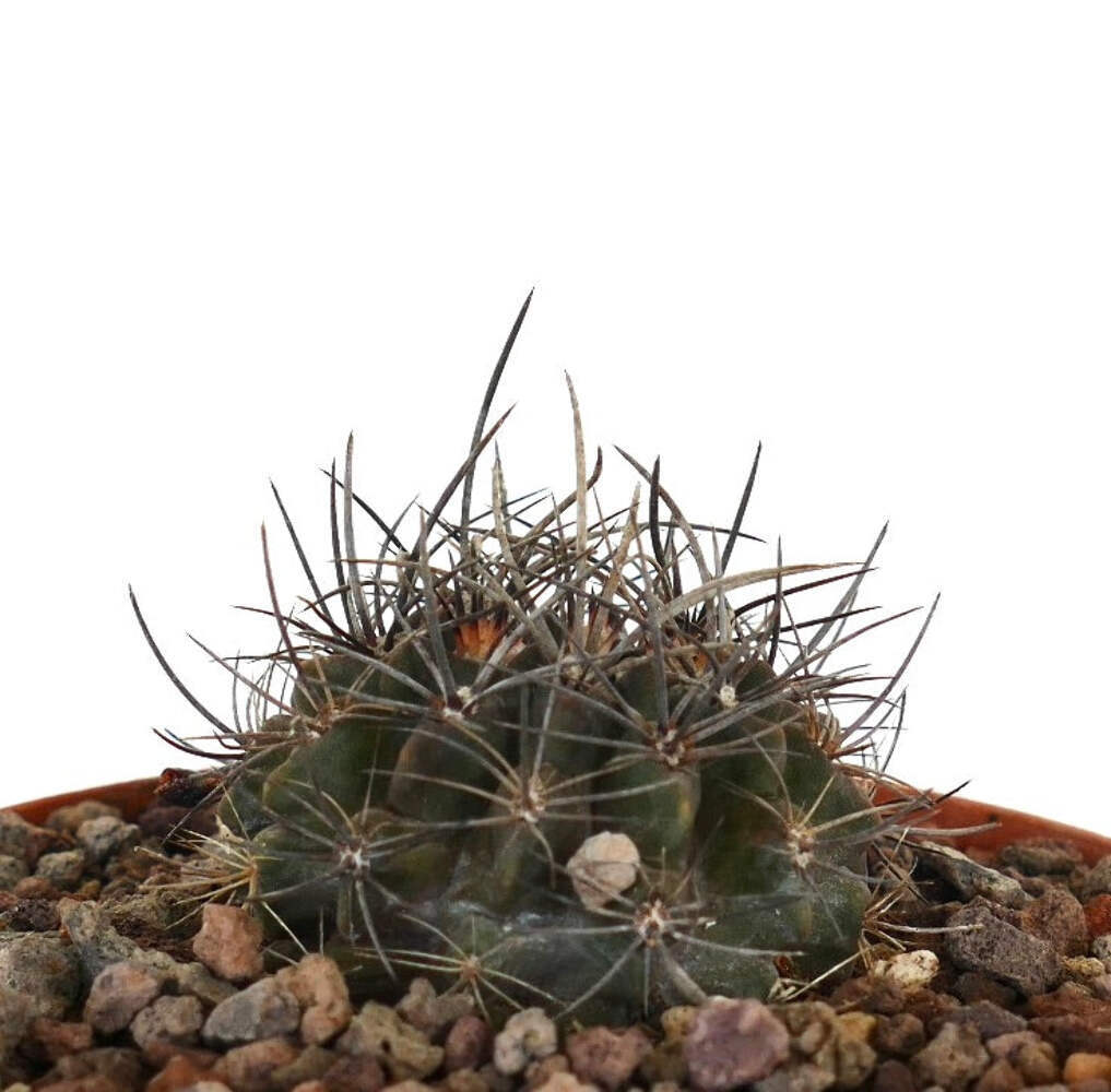 Neoporteria huascensis – Huascensis cactus | Neoporteria