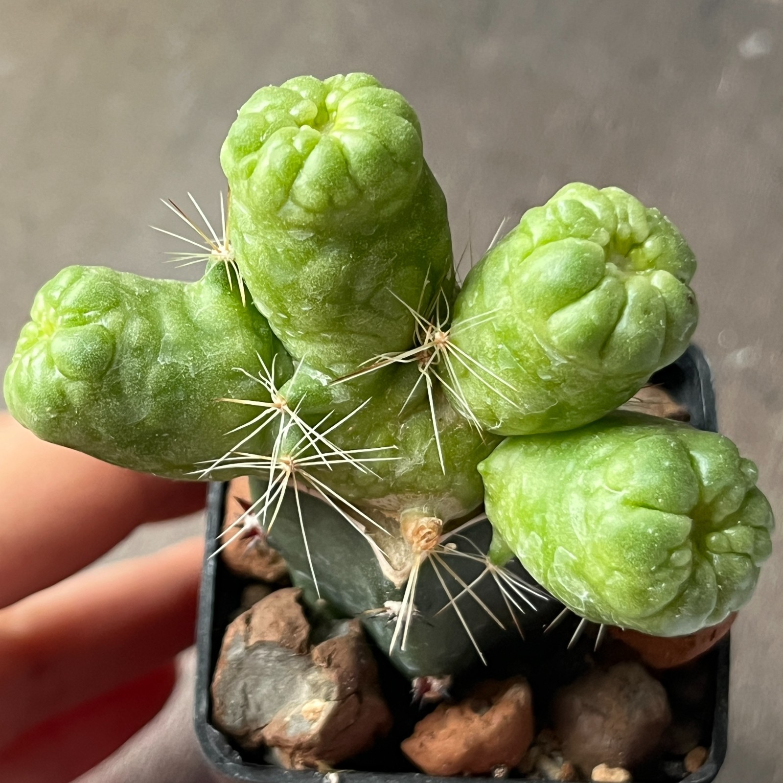 A11-353 Mammillaria bocasana cv. FRED, grafted