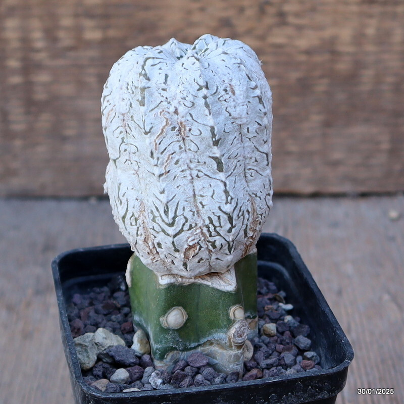 A7098 ASTROPHYTUM SUPER KABUTO V TYPE INNESTATO pot7-H10-W5 cm MaMa Cactus