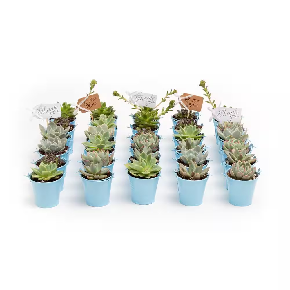 2 In. Wedding Event Rosette Succulents Plant with Blue Metal Pails and Let Love