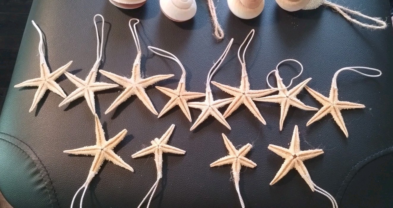 Sealife 12 Dried Starfish 5 Snail Seashell Hanging Ornament 17 Lot Natural Color