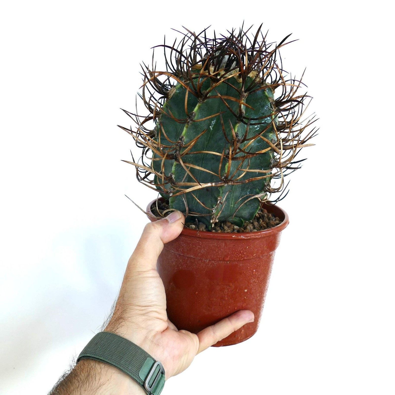 Astrophytum capricorne cv BUFFALO ‘TAIHO-GYOKU’ – Goat’s horn cactus | Star cact