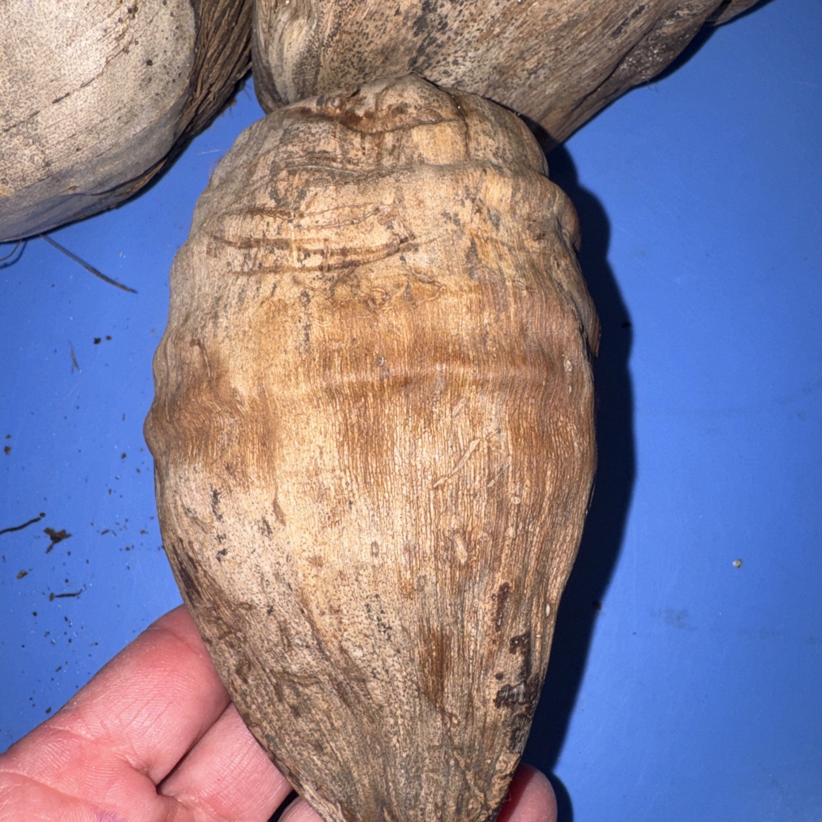 Lot Of 3 Large Coconut Jamaica Beach Whole Husk & Shell 7-9” organic texture