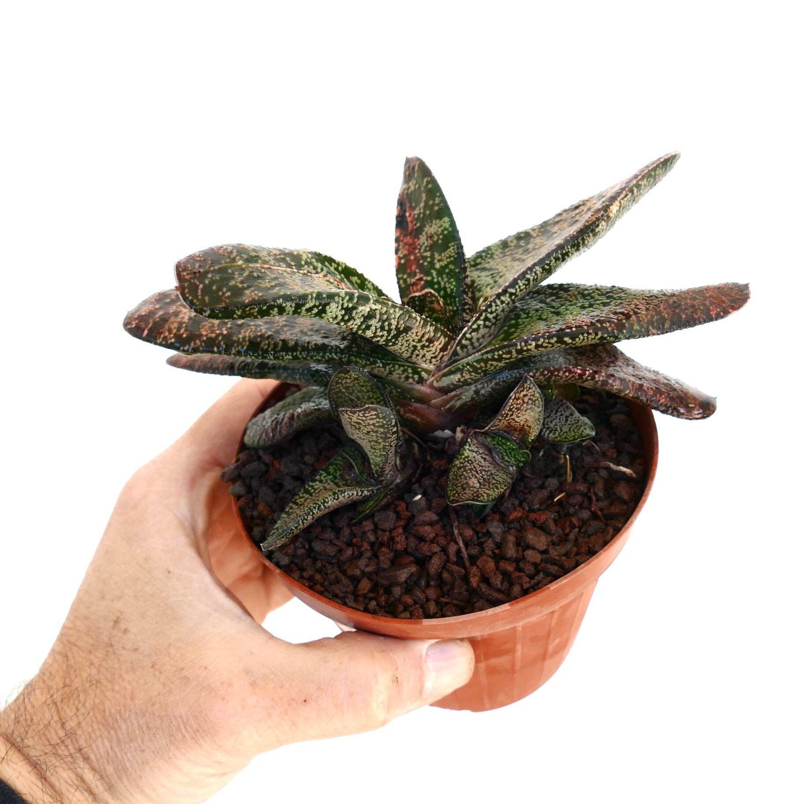 Gasteria batesiana CLUSTER SLIGHTLY VARIEGATED – Bates’ gasteria | Ox tongue
