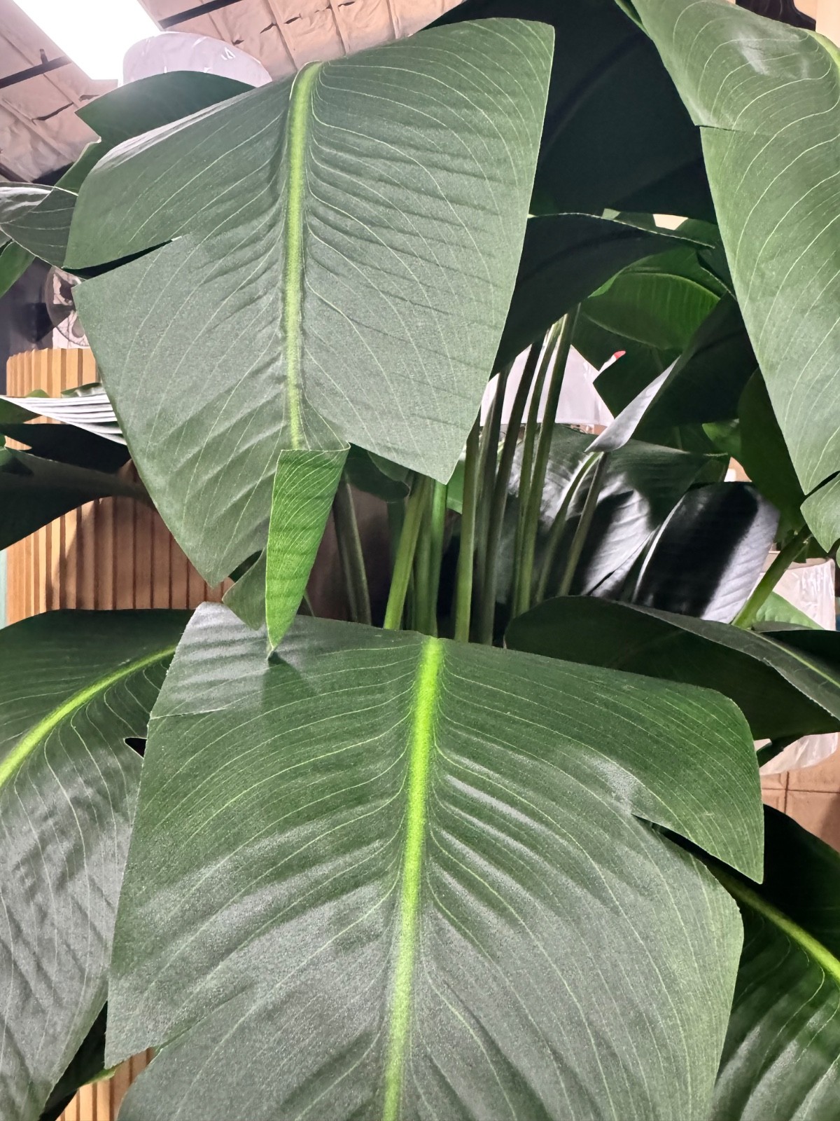 Winward Home Banana Palm in Planter 84″