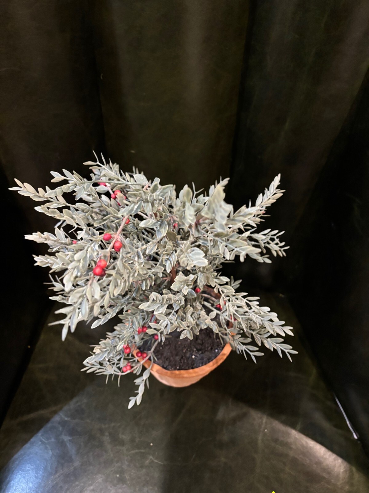 NEW Pottery Barn Red Berry Faux Branch Sage Topiary Terra Cotta Potted Plant NWT