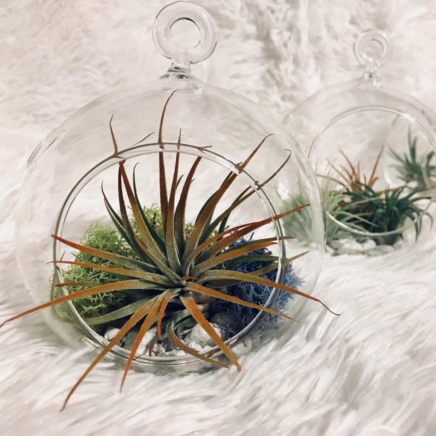 Versatile 6″ Glass Terrarium Globe – Perfect for Succulents and Candles