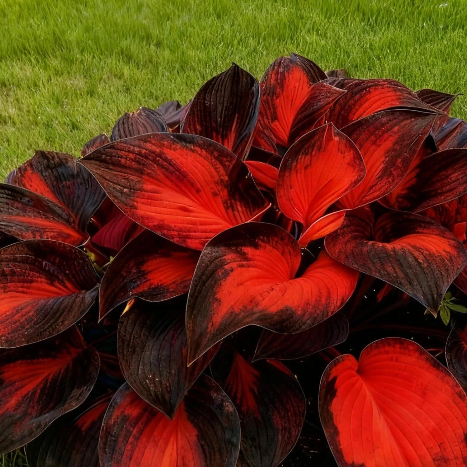 Hosta Seeds, 200+ Blue Purple Red Hosta Seeds, Multi-Use Landscaping, Perennial.
