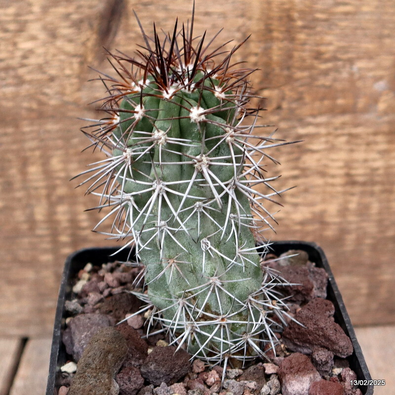 D3736 COPIAPOA PENDULINA pot10-H11-W5 cm MaMa cactus