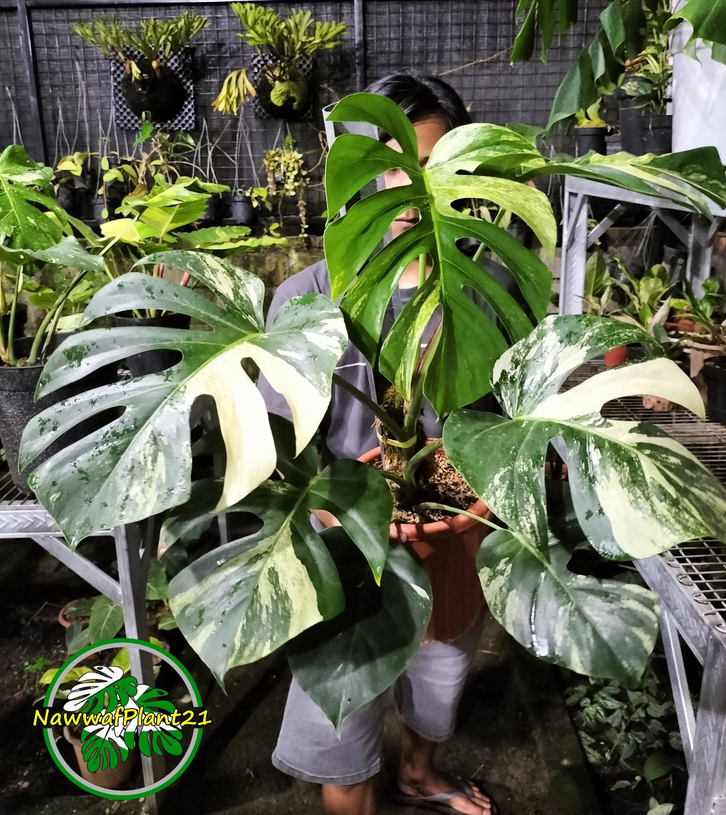 Monstera Jungle Mint Variegated Big Size Mature Real Picture Plant