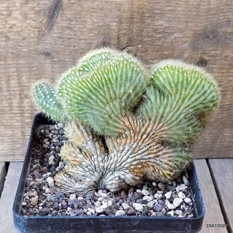 D5465 PACHYCEREUS PRINGLEI CRESTED pot12-H11-W14 cm MaMa Cactus