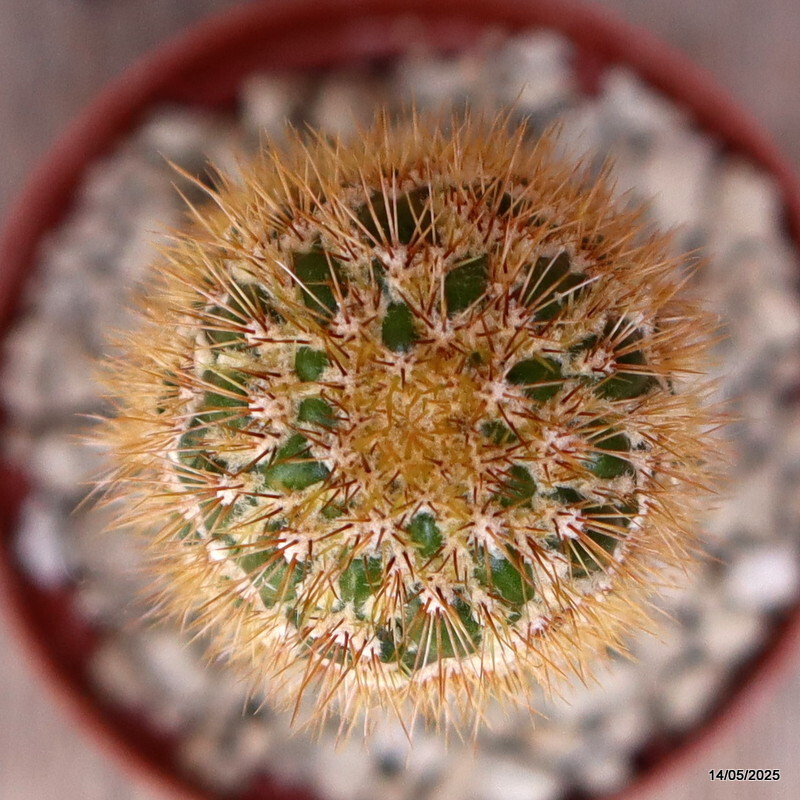 D4100 CEREUS SPACHIANUS MONSTER pot10-H17-W4,5 cm MaMa Cactus
