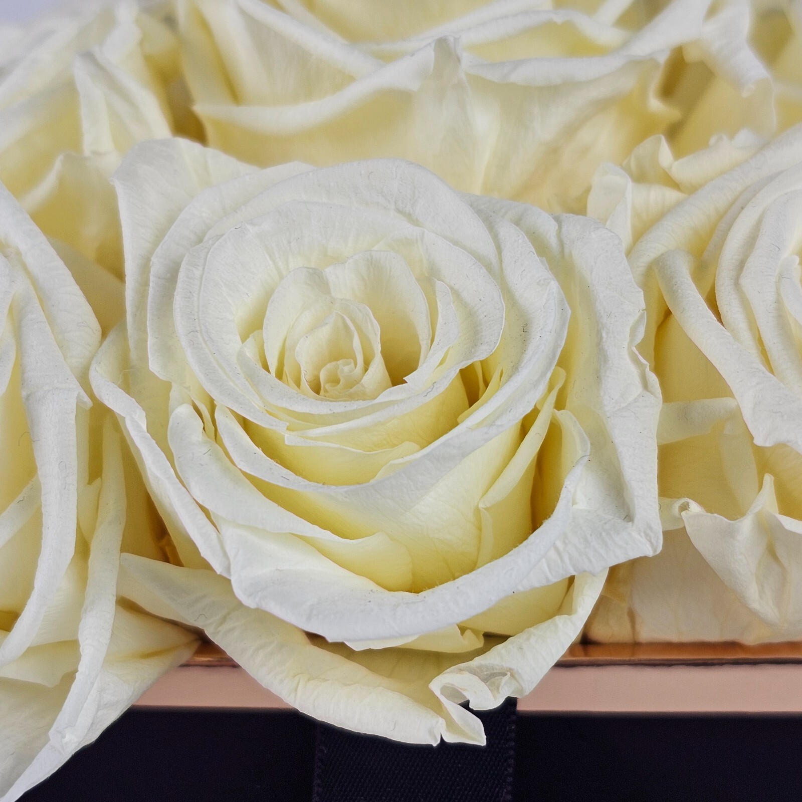 Glam Fleur Preserved 9 White Cream Real Roses in Square Gift Box