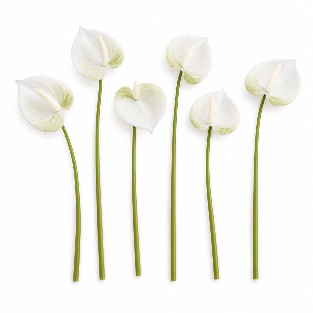 White Green Real-Touch Artificial Anthurium Stems, Set of 6, 11 Inch Faux Tropic