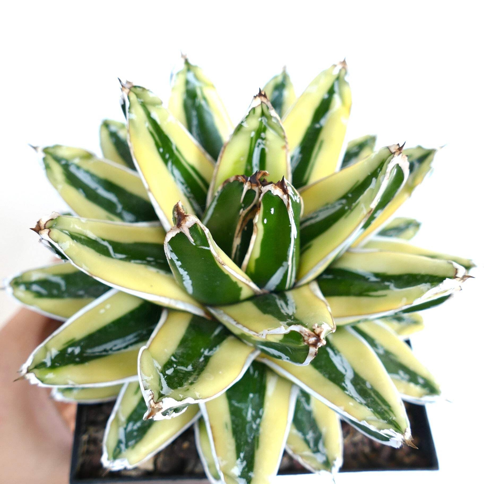 Agave victoriae-reginae cv KIZAN –